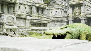 Crocodile resting near ancient ruins in a lush, overgrown environment video