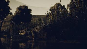 Crocodile at dusk near a river in a tranquil environment video