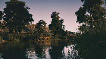 Crocodile resting in tranquil waters surrounded by lush vegetation at dusk video