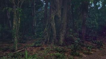Mysterious forest with dense vegetation and towering trees at dusk video