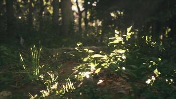 Sunlight filters through trees onto a green forest floor video