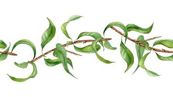 Branch of peach tree with green leaves isolated on seamless banner. Watercolor painting fruit tree branch hand drawn. Leaves of peach plant on endless border for package, invitation, label. vector