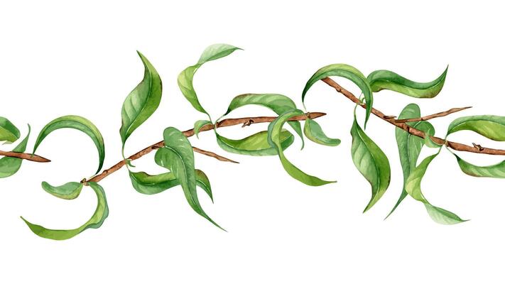 Branch of peach tree with green leaves isolated on seamless banner. Watercolor painting fruit tree branch hand drawn. Leaves of peach plant on endless border for package, invitation, label.
