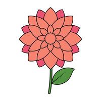 Beautiful Dahlia Flower Graphics for Digital and Print Use vector