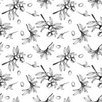 Olive tree branch with leaves and berries fruit seamless pattern. Black and white linear drawing hand drawn illustration. Botanical clipart for fabric, wallpaper print. Isolated from background vector