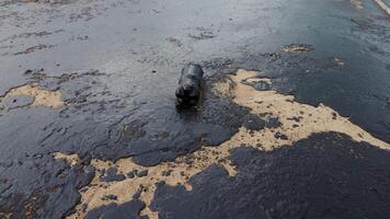 Beach and ocean are polluted with fuel oil and dirty plastic bottle. video