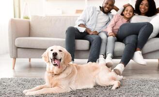 Resting At Home Concept. Golden retriever lying on the floor carpet in living room, happy black family relaxing and sitting on the sofa in the blurred background, looking at their pet. Selective focus photo