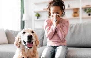 Pet Allergy Concept. Ill black girl sneezing and holding paper napkin, suffering from runny nose and nasal congestion, sitting on couch at home indoors in blurred background, selective focus on dog photo