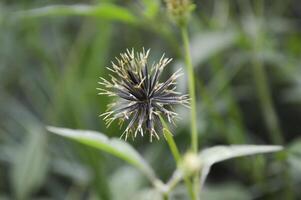 close-up of black thorny plants but with green stalks on green plants background photo