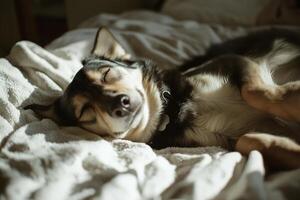 Sleeping Dog on Bed photo