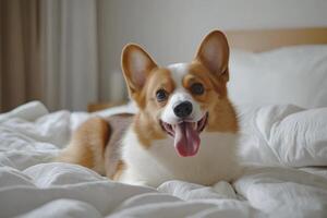 Happy Corgi Relaxing on Bed photo