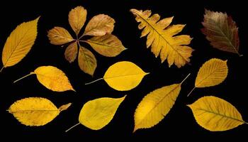 Set of Yellow Autumn Leaves in the Dark photo