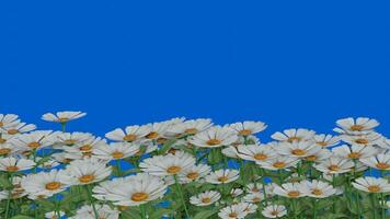 Beautiful 3D white flowers blooming on a blue background. Visual effect of flowering with random movement video