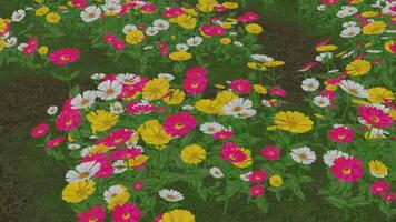 3D animated flowers in a garden with a tracking shot, capturing the dynamic movement around the scene. Zinnia flower animation effect with vertical view video