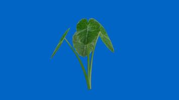 3d taro plant rotating on blue background. Realistic rendering of nature video