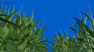 3D grass on a blue background. Nature background with a forward-moving camera shot video