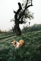 autumn walk with corgi dog in foggy park, enjoying natures beauty and crisp air photo