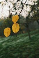 The Beautiful Autumn Leaves Hanging Elegantly on Branch Amidst Natures Splendor photo