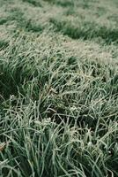 Frosty Grass Under the Gentle Morning Light of a Chilly Winter Day in Natures photo