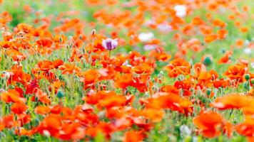 Blooming poppy field on a sunny day photo