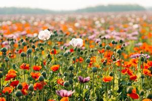 a blooming field of multi-colored poppies. red, white and purple photo