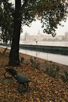 Experience Autumn Serenity along the Riverbank surrounded by Leaves in Prague photo