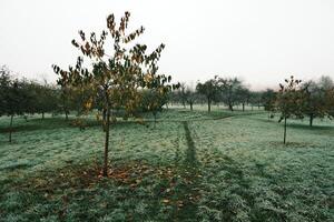 Serene Orchard Surrounded by Misty Morning Light in Peaceful Natural Environment photo