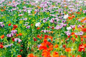 Field of multi-colored poppies. white, red, purple photo