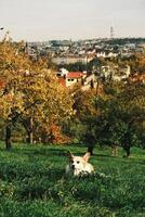Golden Autumn Landscape Featuring a Playful corgi Dog Amidst a Vibrant City View photo