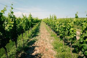 Green grape vines on the sides of the road, winery photo