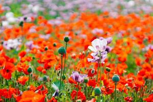 Large white blooming poppy on a background of red flowers photo