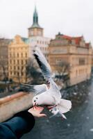 Engaging in the delightful act of feeding Seagulls by the Water in Prague photo