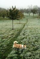 Experience a Frosty Morning Walk with Your Beloved corgi Dog in a Beautiful photo