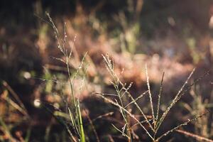Small grass and blur nature background and light of sun photo