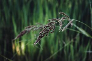 Close up flower of grass and blur green nature background photo