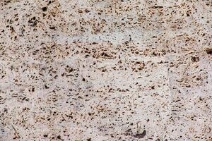 Light limestone slab with shell marks. Shell rock texture. Natural stone background photo