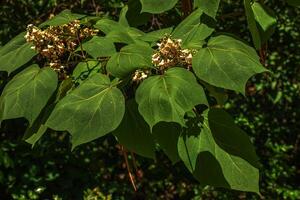 Close-up shot of Catalpa with large, heart-shaped leaves flowering with showy, white flowers in bright sunlight in summer. photo