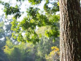 Sunlight shines through the green branches of a big tree on a bright summer morning. Summer nature background. photo