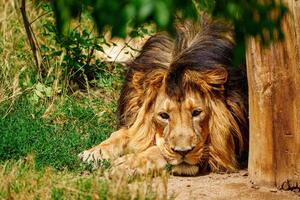 A lion laying down in the grass near a tree photo