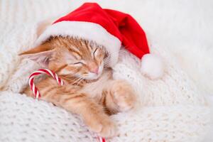 red cat sleeping on a bokeh background in a red Christmas Viennese hat photo