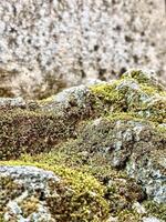 A close up of moss growing on a rock photo