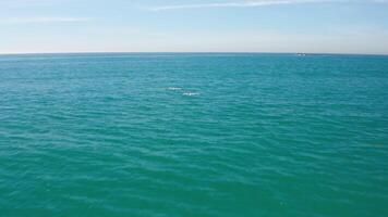 Drone follows two pelicans flying out into the open ocean towards Seal Rock in San Clemente video