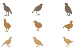 Simple Quail Bird Illustration Design Set vector