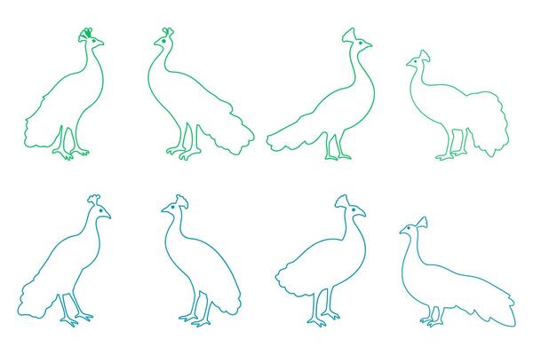 Outline Peacock Bird Illustration Design Set