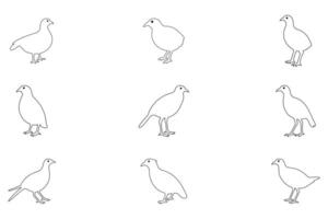 Outline Quail Bird Illustration Design Set vector