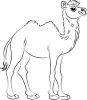 Camel. Line art with thin black lines. Black and white image. vector