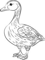 Goose. Line art with thin black lines. Black and white image. vector