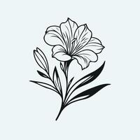 A black and white flower on a white background, Freesia flower plant outline illustration coloring book page design, Freesia flower plant black and white line art drawing coloring book pages vector