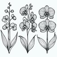Collection set of Tropical flower drawing illustration. illustration Phalaenopsis set of decorative elements of plants stylized Cymbidium, Paphiopedilum, Vanilla. vector