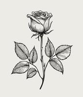 A black and white drawing of a rose with leaves Vintage Detailed Flower, Set of decorative elements with rose flowers, vintage round frame vector